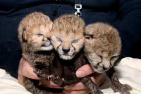 Cheetah (acinonyx jubatus) six day old cub resting on mother's leg in nest, maasai mara reserve, kenya by suzi esztherhas. An Armful Of Cheetah Cubs At The Wilds Zooborns