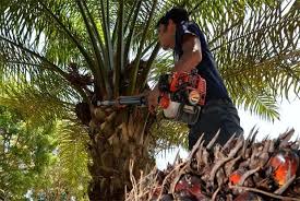 Research, news, share price information and investor relations on sarawak oil palms (sop mk, sops.kl, 5126.kl). Insight Oil Palm Industry The Sustainable Star The Star