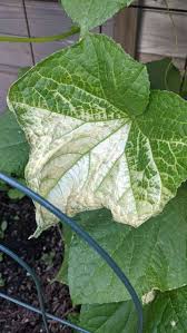 Check spelling or type a new query. Why Are My Cucumber Plant Leaves Are Turning White Community Plantix
