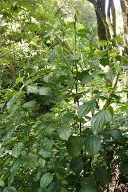 Image result for Piper capense