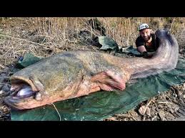Catfishing: Monster Giant Catfish 260 Pound in Spinning - HD by Yuri  Grisendi - YouTube