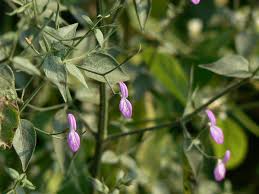 Image result for Dicliptera swynnertonii