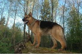 How To Train A German Shepherd To Be A Guard Dog Ehow German Shepherd Dogs Guard Dogs Guard Dog Training