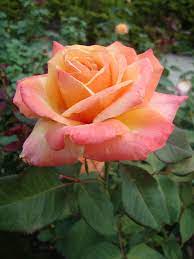 Tahitian sunset seedling of polynesian sunset. Photo Of The Bloom Of Rose Rosa Tahitian Sunset Posted By Paul2032 All Things Plants Hybrid Tea Roses Tea Roses Beautiful Rose Flowers
