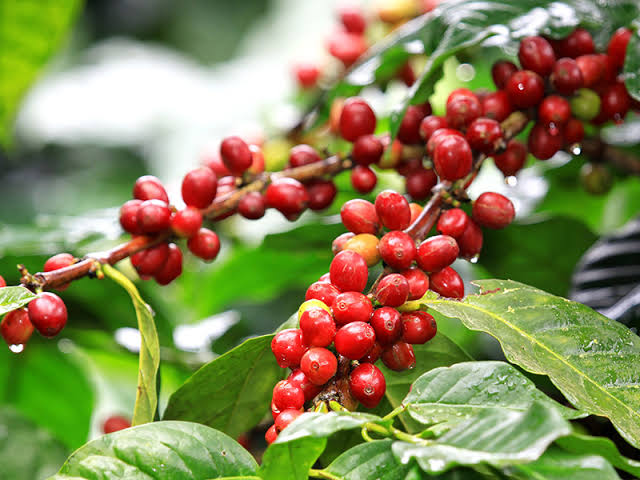 Coffee Growing in Tanzania