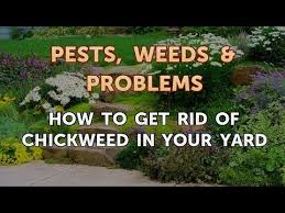 Put it in a clean spray bottle and spray it directly on the patches of chickweed throughout your garden, making sure to coat the entire plant. How To Get Rid Of Chickweed In Your Yard Youtube