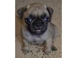 Pug Puppies In Texas
