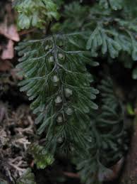 Image result for Hymenophyllum triangulare