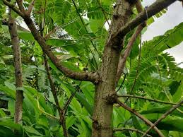 Image result for Sesbania grandiflora