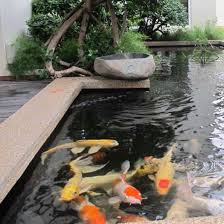 Di malaysia, sama ada ikan siakap yang diperolehi di kuala sungai, hulu sungai, tasik, kolam air masin atau kolam air tawar, ia adalah jenis yang sama iaitu spesies l. 7 Ikan Hias Untuk Kolam Yang Mudah Dipelihara Interinoz