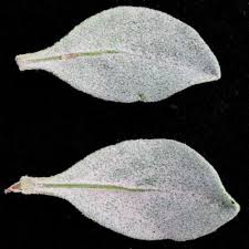 Image result for Leucosphaera bainesii