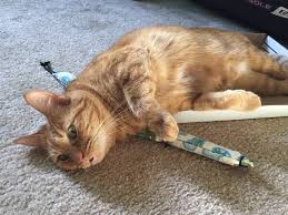 What age can cats have catnip? Cats On Catnip Photos That Are Adorably Hilarious