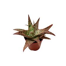 Image result for Aloe zebrina