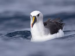 Atlantic Yellow-nosed Albatross - Thalassarche chlororhynchos - Birds of  the World