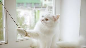 ペットショップ 犬の家&猫の里