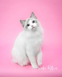 (no shots!) we answer the phone after you buy a kitten from us. Ragdoll Cat Breeders Ohio Kittysites Com