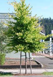 American Hornbeam Florida Trees British Colonial Garden Landscaping Plants