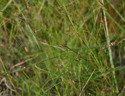 Image result for Scleria mikawana