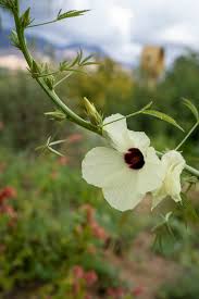 Image result for Hibiscus cannabinus