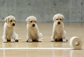 Maybe you would like to learn more about one of these? The Andrex Labrador Retriever Pups