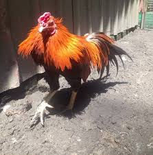 Biasanya ayam yang diadu hingga salah satu kabur atau kalah, bahkan hingga mati. Ayam Ratu Malaysia Arm Home Facebook