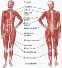 Muscular System Human Anatomy On Human Body Anatomical Chart