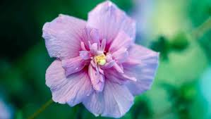 Rose of sharon has thorns. How To Prune An Overgrown Rose Of Sharon Tree P Allen Smith
