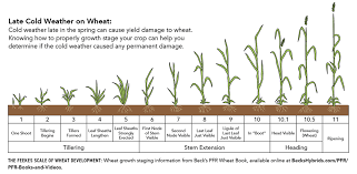 Agronomy Talk Spring Freeze Damage To Winter Wheat