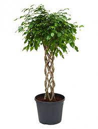 Maybe you would like to learn more about one of these? Ficus Benjamina Birkenfeige Zylinder Die Palme Palmenmarkt