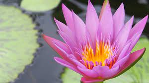 Maybe you would like to learn more about one of these? Lotus Corbel Lotos Water Free Photo On Pixabay