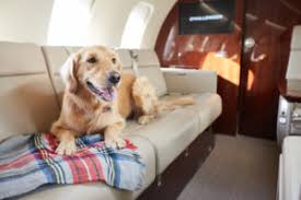 Household birds does not include. Spirit Airlines Pets Policy 2020 2021 Baggage Circle