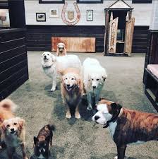 Remember that many animals such as dogs and cats are territorial, and keeping a large number of them together in close quarters can. How Many Pets Is Too Many No Such Thing For Miranda Lambert 104 3 Kcy