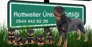 Satilik Rottweiler Ilanlari Kirsehir Kocaeli Konya Kutahya Malatya Manisa Kahramanmaras Mardin Mugla Mus Nevsehir Nigde Ordu Rize Sakarya Samsun Siirt Sinop Sivas Tekirdag Tokat Trabzon Tu Rottweiler Uretim Ciftligi
