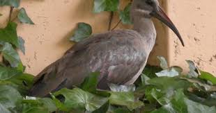 Common Garden Birds Of South Africa The Noisy Hadedah Ibis A Common Visitor To Johannesburg Urban Gardens South Africa South African Birds Southern Africa South Africa