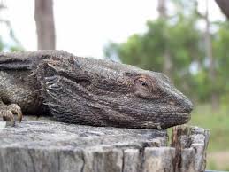 How Long Can Bearded Dragons Live Without Uv Light Bearded Dragon Pets Little Live Pets