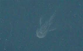 Maybe you would like to learn more about one of these? At Last The Loch Ness Monster Has Been Found Postage Stamp Chat Board Stamp Forum