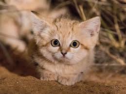 Watch First Video Of Sand Cat Kittens Romping In The Wild Sand Cat Fun Facts About Animals Wild Cats