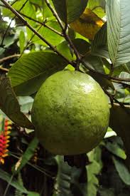 Apakah anda mencari gambar jambu biji png? Jambu Biji Buah Foto Gratis Di Pixabay