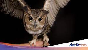 We did not find results for: Bagaimana Cara Burung Hantu Melangkah Foto Ini Menjawabnya