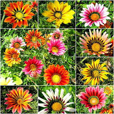 Erfahren sie alles zu überwinterung und pflege. Gazanie Gazanien Gazania Sonnenblume Aster Astern Herrlich Leuchtend 30 Samen Eur 1 60 Picclick De