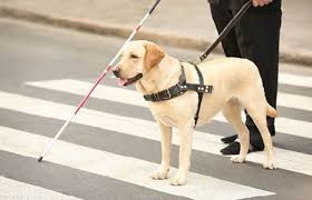 Überhaupt einen hund zu stehlen ist sowas von asozial. Blindenfuhrhunde Treue Helfer Meiko