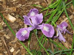 Image result for Obetia tenax