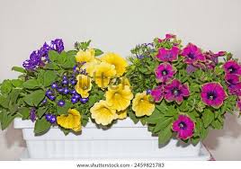 Image result for lobelia combine composition