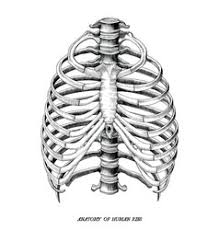 Explore resources and articles related to the human body's shape and form, including organs, skeleton, muscles, blood vessels, and more. Human Ribs Vector Images Over 2 400