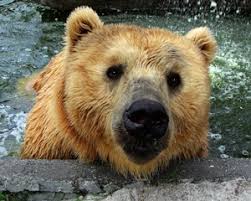 The facility is run by a family and volunteers. Big Cat Habitat In Sarasota Is A Shelter And Safe Haven For Big Cats