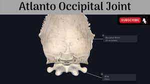 Atlanto occipital joint is the area between the skull and the neck oft injured in whiplash injuries and falls on the head such as from a horse. Atlanto Occipital Joint Type Articular Surfaces Ligaments Movements Muscles Youtube