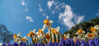 Maybe you would like to learn more about one of these? Tulips Daffodils Central Park Conservancy