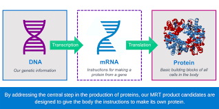Mrna is created during the process of transcription, where an enzyme ( rna polymerase) converts the. Messenger Rna Medicines Translate Bio Mrna Therapeutics