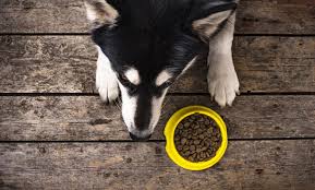 4health puppy formula dog food. 26 Best Dog Food For Sensitive Stomach And Diarrhea