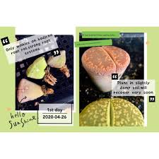 1 wrinkled because the volume has reduced while the surface area of the outer layer has remained constant. Lithops Shriveling Or Appearing Wrinkled Doesn T Mean Unhealthy Shopee Malaysia